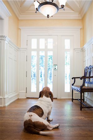 front door closed inside - Pet dog waiting in hallway of house Stock Photo - Premium Royalty-Free, Code: 614-05557351