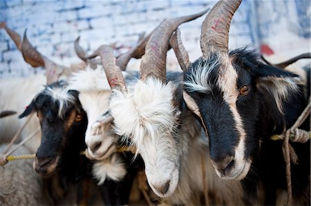 Goat herd on farm in Kathmandu, Nepal Stock Photo - Premium Royalty-Free, Code: 614-05650856