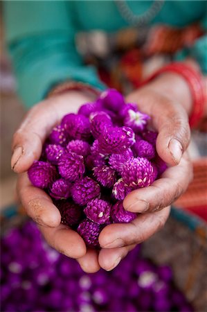 Woman holding dyed flowers, Kathmandu, Nepal Foto de stock - Sin royalties Premium, Código: 614-05650865