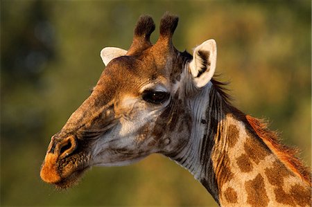 Girafe portrait, Parc National de Kruger, Afrique Photographie de stock - Premium Libres de Droits, Code: 614-05662271