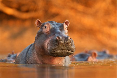 Hippopotamus rising from lake Foto de stock - Sin royalties Premium, Código: 614-05792128