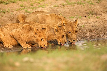 simsearch:614-08989833,k - Lions drinking together at watering hole Foto de stock - Royalty Free Premium, Número: 614-05792121