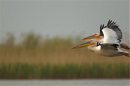 pelícano - White pelican flying in Danube Delta, Romania Foto de stock - Sin royalties Premium, Código: 614-05792228