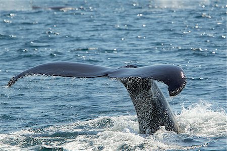 Tail of humpback whale, Cape Cod, Massachusetts, USA Foto de stock - Sin royalties Premium, Código: 614-05792238