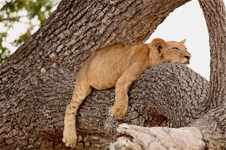 fatigue animal - Lion, Tanzania Stock Photo - Premium Royalty-Free, Code: 614-05792239