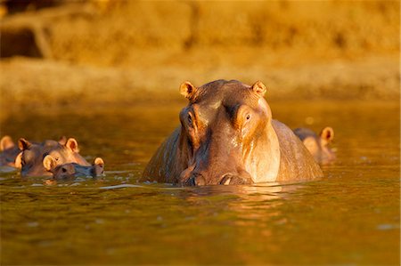 Hippopotamus, Mana Pools, Zimbabwe Foto de stock - Sin royalties Premium, Código: 614-05792230