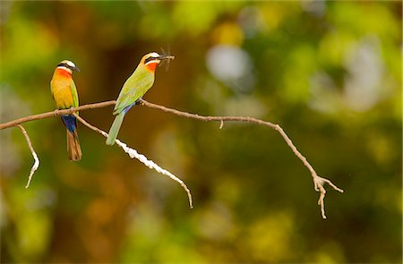 pair - Two white-fronted bee-eaters, Mana Pools, Zimbabwe Stock Photo - Premium Royalty-Free, Code: 614-05792242