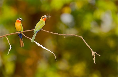 Two white-fronted bee-eaters, Mana Pools, Zimbabwe Stock Photo - Premium Royalty-Free, Code: 614-05792242