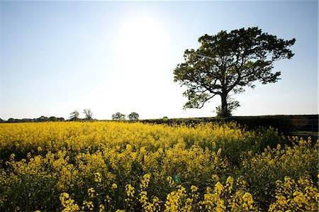 flowers summer without people - Field of yellow flowers in Crockham Hill, Kent, UK Stock Photo - Premium Royalty-Free, Code: 614-05792389