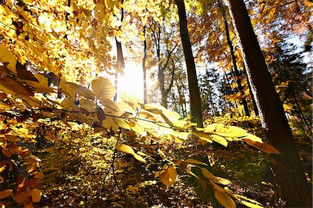 Sunlight through autumn leaves of beech forest Foto de stock - Sin royalties Premium, Código: 614-05792494