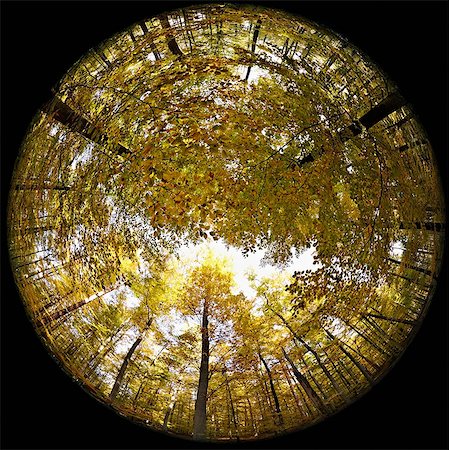 Fisheye perspective of trees in forest Foto de stock - Sin royalties Premium, Código: 614-05792502