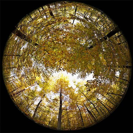 Fisheye perspective of trees in forest Stock Photo - Premium Royalty-Free, Code: 614-05792502