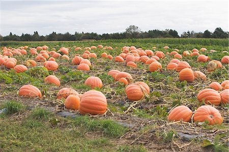 potiron - Champ de citrouille Photographie de stock - Premium Libres de Droits, Code: 614-05818869