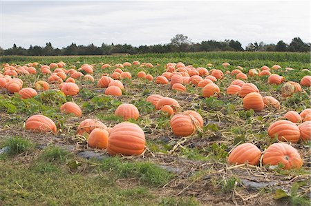 potiron - Pumpkin field Foto de stock - Sin royalties Premium, Código: 614-05818869