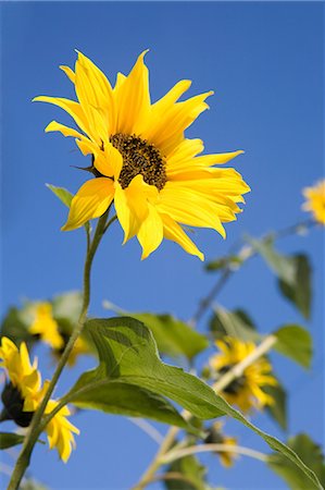 surrey - Sunflowers against blue sky Foto de stock - Sin royalties Premium, Código: 614-05955389