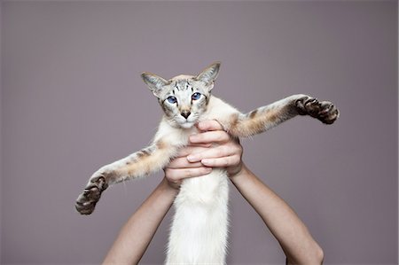 front anatomy - Person holding up siamese cat Stock Photo - Premium Royalty-Free, Code: 614-05955423