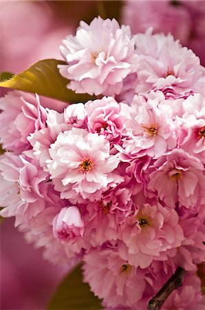 delicate flowers - Pink cherry blossom Stock Photo - Premium Royalty-Free, Code: 614-05955518