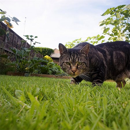 Cat prowling in garden Foto de stock - Sin royalties Premium, Código: 614-05955587