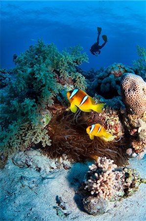 reef fish - Anemone fish and diver in the Red Sea, Egypt Foto de stock - Sin royalties Premium, Código: 614-06002164