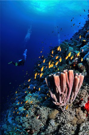 Sponge and fish in the Red Sea, Egypt Foto de stock - Sin royalties Premium, Código: 614-06002163