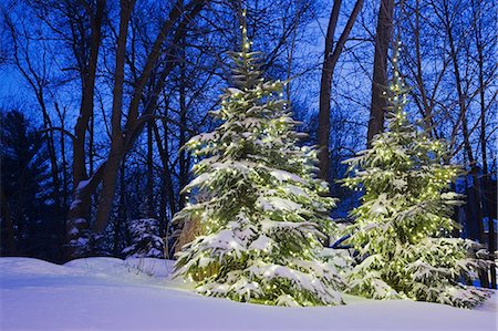 snow christmas nobody - Illuminated trees in snow Stock Photo - Premium Royalty-Free, Code: 614-06002465