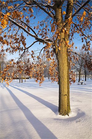 Trees in snow, Ile St Jean, Terrebonne, Lanaudiere, Quebec, Canada Foto de stock - Sin royalties Premium, Código: 614-06002468