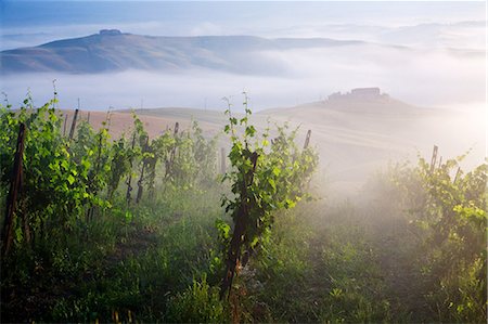 Vignoble, ponte d arbia, Sienne, Toscane, Italie Photographie de stock - Premium Libres de Droits, Code: 614-06002478