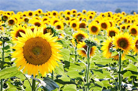 sunflower - Field of sunflowers, close up Foto de stock - Sin royalties Premium, Código: 614-06002498