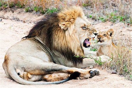 Lion et cub, kruger national park, Afrique du Sud Photographie de stock - Premium Libres de Droits, Code: 614-06002502