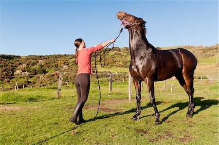 Mid adult woman washing horse with hosepipe Foto de stock - Sin royalties Premium, Código: 614-06002533