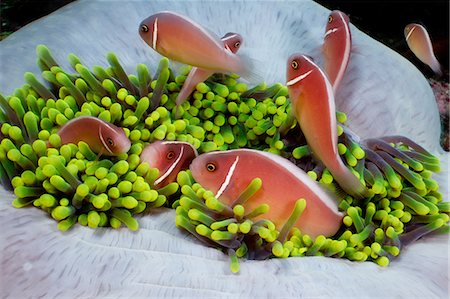 simsearch:6119-08420380,k - Anemonefish dans anémone Photographie de stock - Premium Libres de Droits, Code: 614-06002544