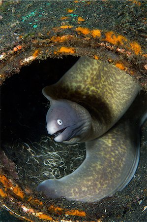Moray Eel hiding in Litter Foto de stock - Sin royalties Premium, Código: 614-06002542