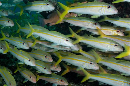 saltwater fish - School of Yellow Goatfish Stock Photo - Premium Royalty-Free, Code: 614-06002554