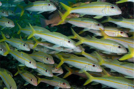 simsearch:614-06623293,k - School of Yellow Goatfish Stock Photo - Premium Royalty-Free, Code: 614-06002554