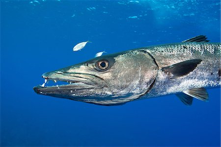 saltwater fish - Barracuda gets Defensive Stock Photo - Premium Royalty-Free, Code: 614-06002552
