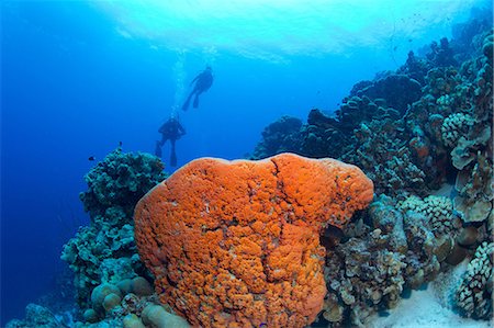 Scuba divers on a sloping wall Foto de stock - Sin royalties Premium, Código: 614-06002570