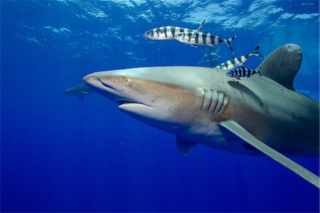 simsearch:6118-09112148,k - View of Oceanic whitetip Foto de stock - Royalty Free Premium, Número: 614-06002585