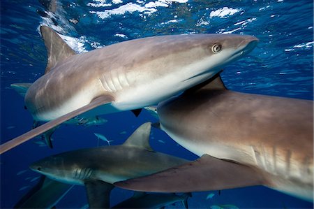 Frenzy of Caribbean Reef Sharks Stock Photo - Premium Royalty-Free, Code: 614-06002589