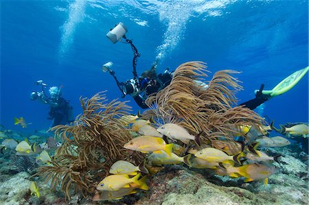 Photographers on Coral Reef Foto de stock - Sin royalties Premium, Código: 614-06002580