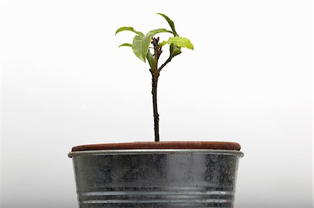 Seedling growing in flower pot Foto de stock - Sin royalties Premium, Código: 614-06044053