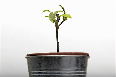 plants white background - Seedling growing in flower pot Stock Photo - Premium Royalty-Free, Code: 614-06044053