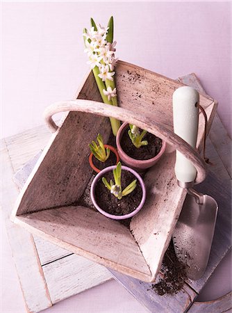 flower basket photography - Plant bulbs in basket with trowel Stock Photo - Premium Royalty-Free, Code: 614-06044131