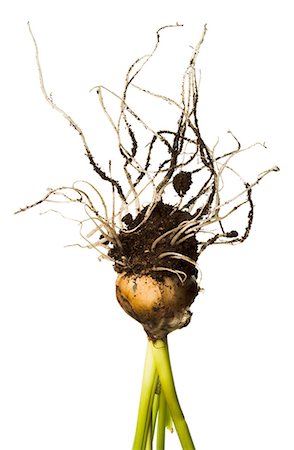 root - Plant bulb roots Foto de stock - Sin royalties Premium, Código: 614-06044132