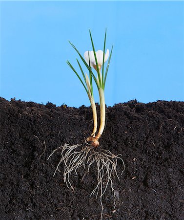 erde (boden) - Krokus Blüte und Birne Stockbilder - Premium RF Lizenzfrei, Bildnummer: 614-06044188