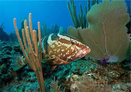 fish (marine life) - A Wary Nassau Grouper. Stock Photo - Premium Royalty-Free, Code: 614-06044209