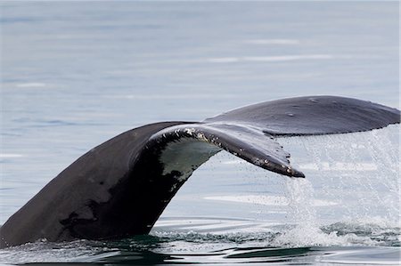 Peduncle and Tail of Humpback Foto de stock - Sin royalties Premium, Código: 614-06044258