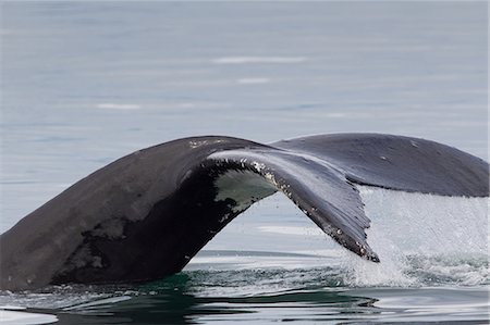 finback whale - Peduncle and Tail of Humpback Stock Photo - Premium Royalty-Free, Code: 614-06044259