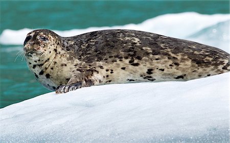 Wildlife near Tracy Arm Glacier Foto de stock - Royalty Free Premium, Número: 614-06044275