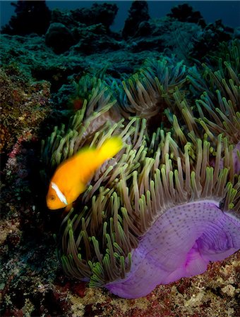 poisson clown - Anemonefish et anémone Photographie de stock - Premium Libres de Droits, Code: 614-06044278