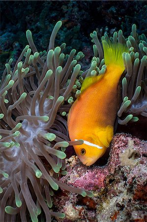 simsearch:614-02837537,k - Anemonefish guarding eggs Foto de stock - Royalty Free Premium, Número: 614-06044279